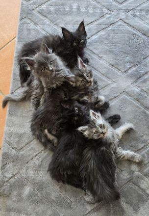 WUNDERSCHÖNE XXL MAINE COON KITTEN MIT STAMMBAUM
