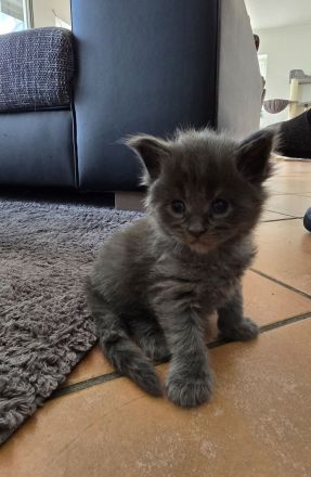 WUNDERDCHÖNE XXL MAINE COON KITTEN MIT STAMMBAUM
