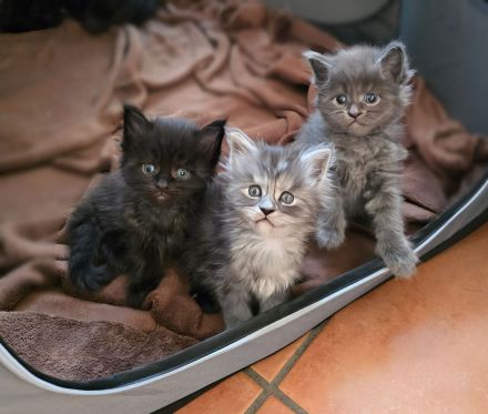 WUNDERSCHÖNE XXL MAINE COON KITTEN MIT STAMMBAUM