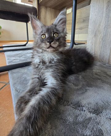 WUNDERSCHÖNE XXL MAINE COON KITTE MIT STAMMBAUM
