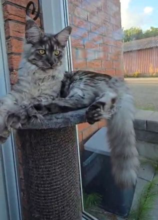 WURFANKÜNDIGUNG XXL MAINE COON