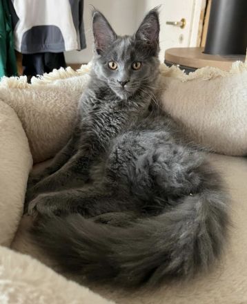 WURFANKÜNDIGUNG XXL MAINE COON