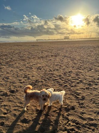 Charlie - flatterndes Herz sucht ruhigen Hafen