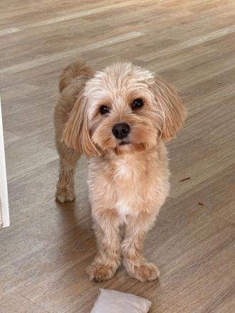 Charlie - flatterndes Herz sucht ruhigen Hafen