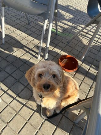 Charlie - flatterndes Herz sucht ruhigen Hafen