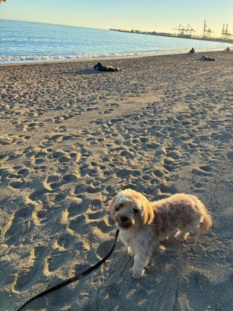 Charlie - flatterndes Herz sucht ruhigen Hafen