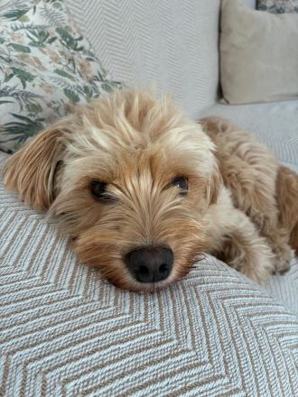 Charlie - flatterndes Herz sucht ruhigen Hafen