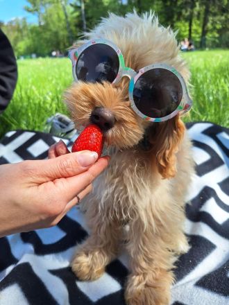 Charlie - flatterndes Herz sucht ruhigen Hafen