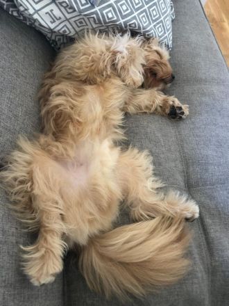 Charlie - flatterndes Herz sucht ruhigen Hafen