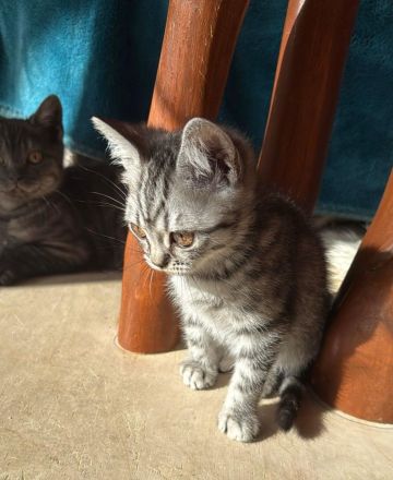 Reinrassige BKH Kitten suchen liebevolles Zuhause