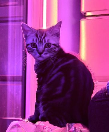 Reinrassige BKH Kitten suchen liebevolles Zuhause