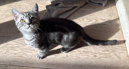 Reinrassige BKH Kitten suchen liebevolles Zuhause