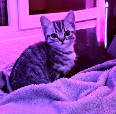 Reinrassige BKH Kitten suchen liebevolles Zuhause