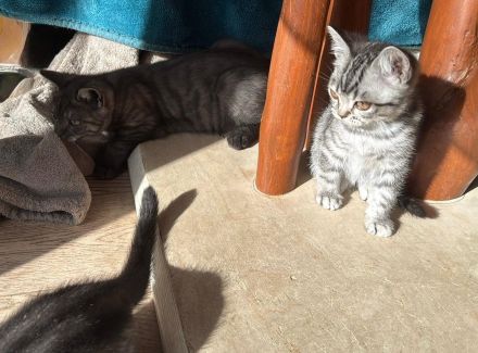 Reinrassige BKH Kitten suchen liebevolles Zuhause