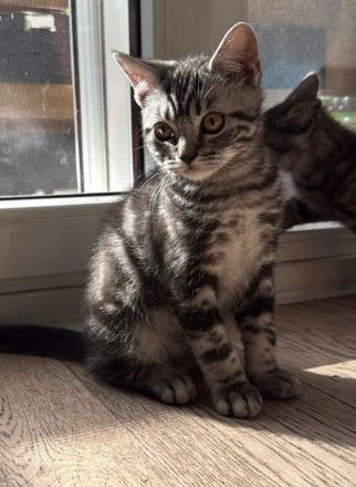 Reinrassige BKH Kitten suchen liebevolles Zuhause