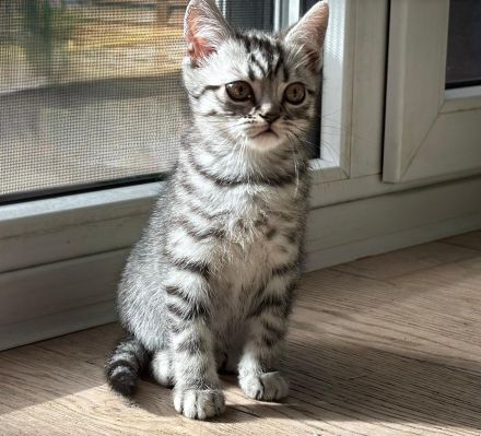 Reinrassige BKH Kitten suchen liebevolles Zuhause