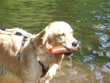 MTCS - Hundeschule, Hundetraining, Pension & Services, Inh. Julia Sieverding