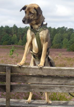 MTCS - Hundeschule, Hundetraining, Pension & Services, Inh. Julia Sieverding