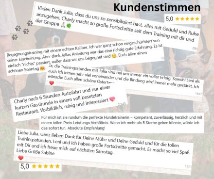 MTCS - Hundeschule, Hundetraining, Pension & Services, Inh. Julia Sieverding