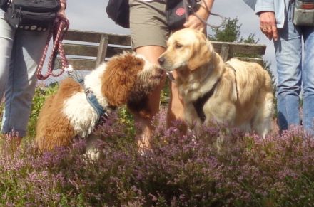 MTCS - Hundeschule, Hundetraining, Pension & Services, Inh. Julia Sieverding