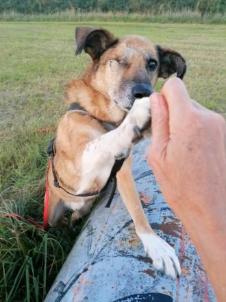 MTCS - Hundeschule, Hundetraining, Pension & Services, Inh. Julia Sieverding