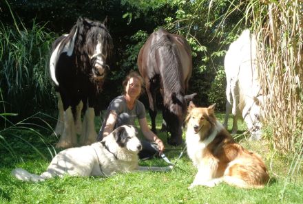 MTCS - Hundeschule, Hundetraining, Pension & Services, Inh. Julia Sieverding