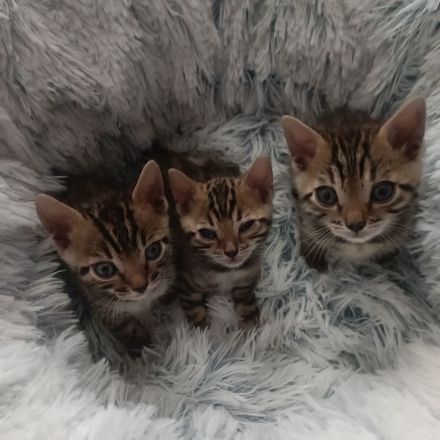 Reinrassige Bengal-Kitten