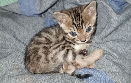 Reinrassige Bengal-Kitten