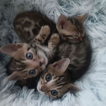 Reinrassige Bengal-Kitten