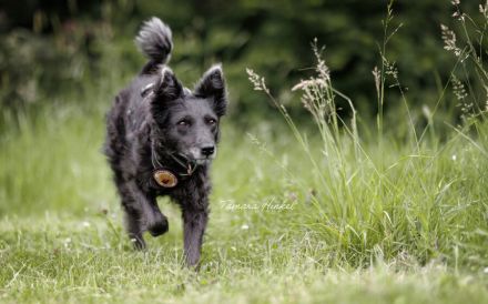 Gütiges Zuhause für liebenswerten Pepper gesucht