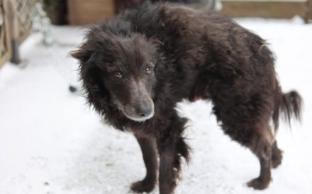 Gütiges Zuhause für liebenswerten Pepper gesucht