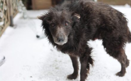 Gütiges Zuhause für liebenswerten Pepper gesucht