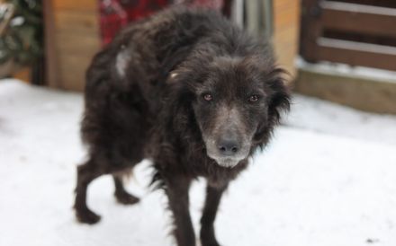 Gütiges Zuhause für liebenswerten Pepper gesucht