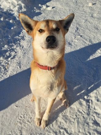 Sportliches Zuhause für 2 Rüden gesucht