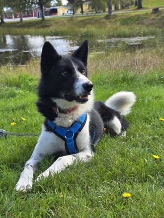 Sportliches Zuhause für 2 Rüden gesucht