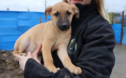 Lebensfroher kleiner Bob sucht Familienanschluss
