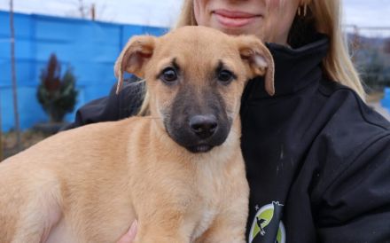 Lebensfroher kleiner Bob sucht Familienanschluss