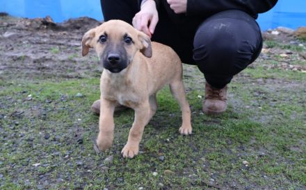 Lebensfroher kleiner Bob sucht Familienanschluss
