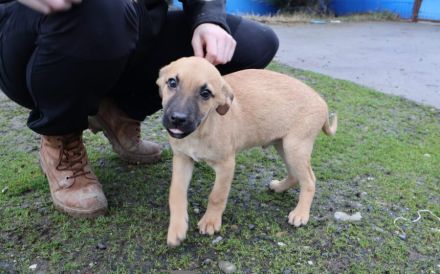 Lebensfroher kleiner Bob sucht Familienanschluss