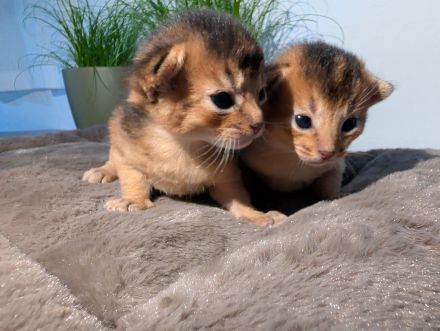 3 Abessinier Kitten Ruddy (Wildfarben) mit Stammbaum