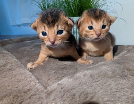3 Abessinier Kitten Ruddy (Wildfarben) mit Stammbaum