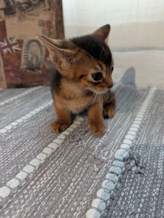 3 Abessinier Kitten Ruddy (Wildfarben) mit Stammbaum - Nur noch 1 Junge verfügbar