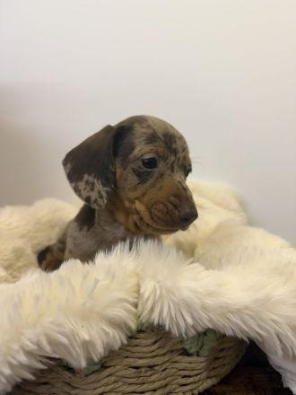 Wunderschöner Zwergdackel rüde sucht Traumhaus