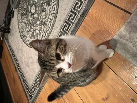 Junger, verspielter Kater (4Monate) abzugeben