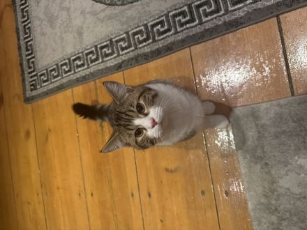 Junger, verspielter Kater (4Monate) abzugeben