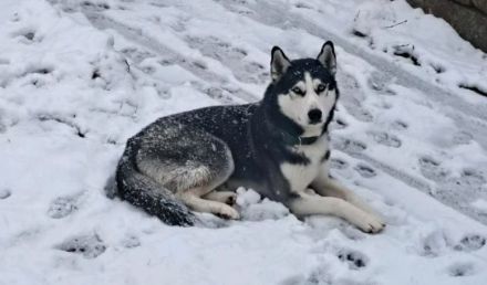 Husky Chase sucht neues Zuhause