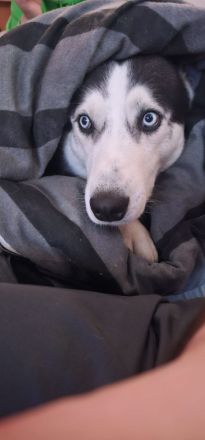 Husky Chase sucht neues Zuhause