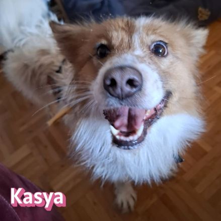 VERMITTLUNGSHILFE Kasya, 08/22 - süßes Wuschelchen sucht Familie