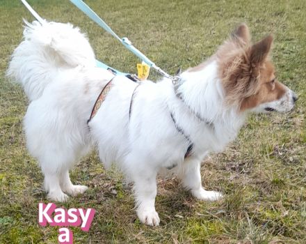 VERMITTLUNGSHILFE Kasya, 08/22 - süßes Wuschelchen sucht Familie