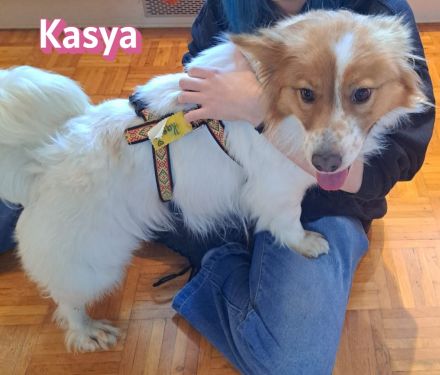 VERMITTLUNGSHILFE Kasya, 08/22 - süßes Wuschelchen sucht Familie